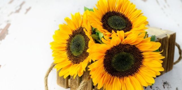 Benefits of Sunflower Oil