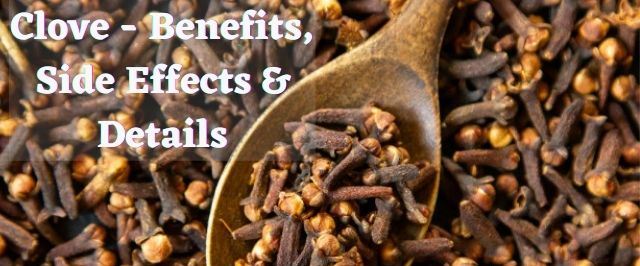 Clove Benefits Side Effects and Details